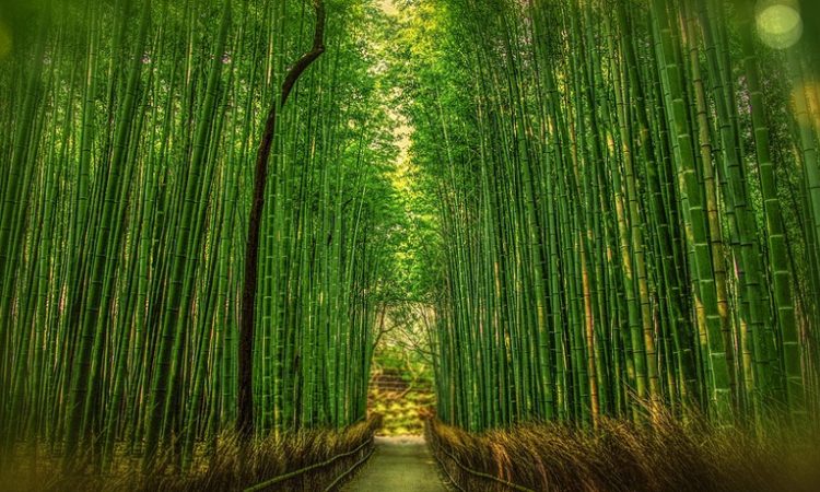 Bambú japones